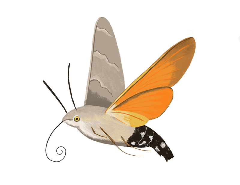 Moth Butterfly Png Pic (black, white, silver)