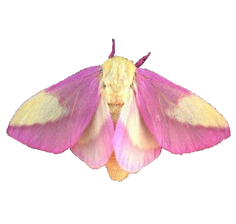 Moth Butterfly Png Picture (lavender, white)