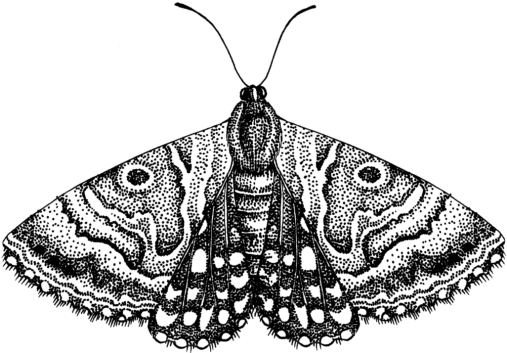 Moth Butterfly (indigo, black, gray)