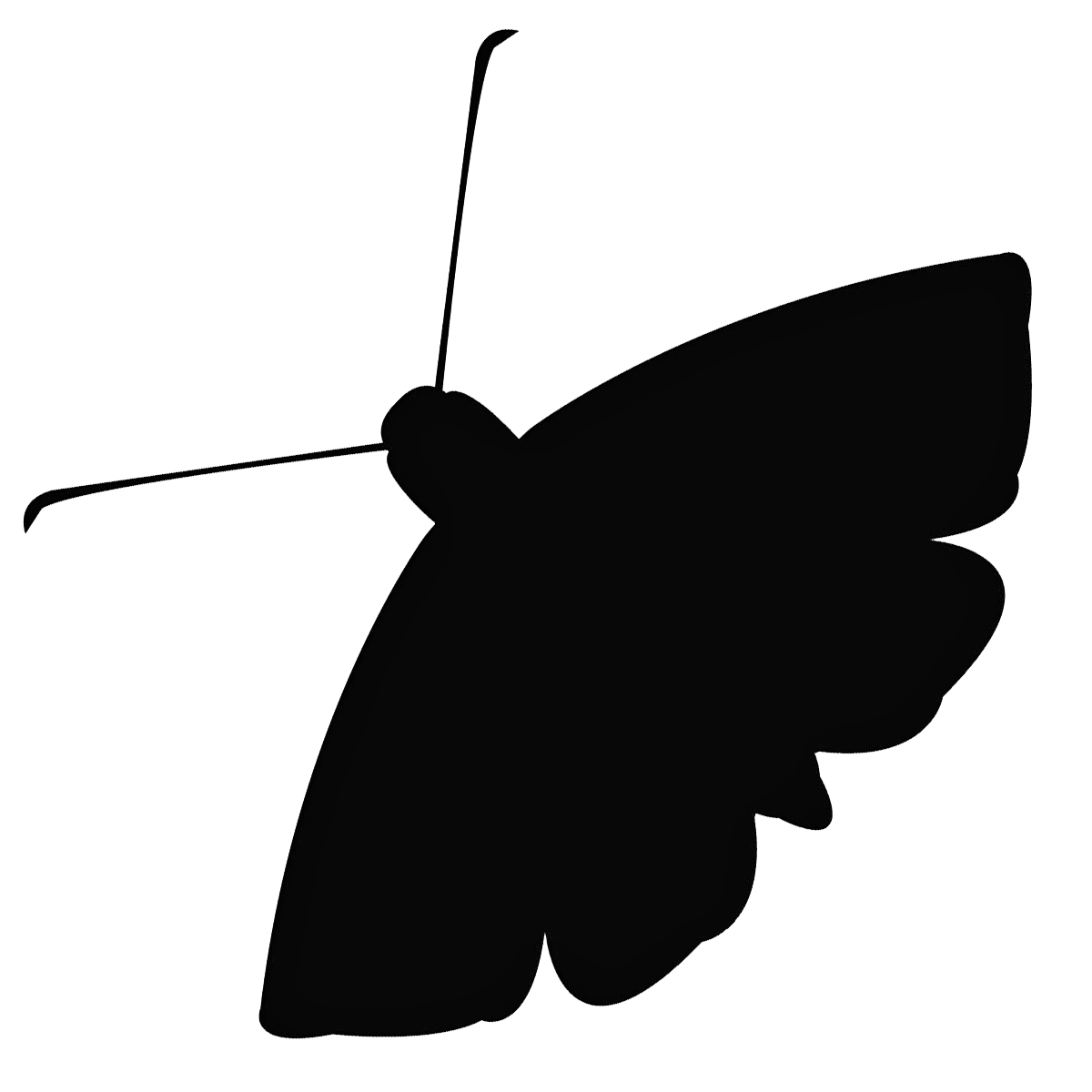 Moth Download Png Image (white, black)