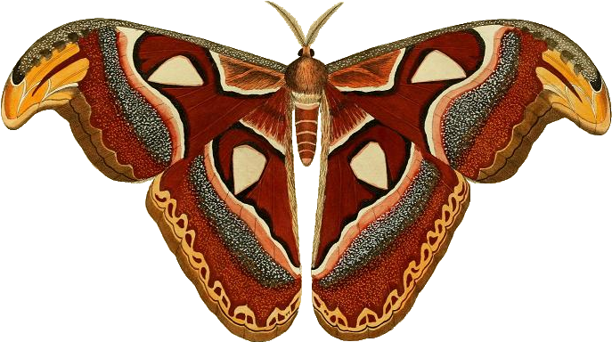 Moth Insect Png Clipart (black, gray)