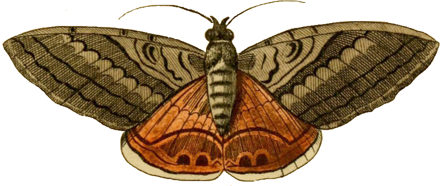 Moth Insect Png Free Image (black, olive)