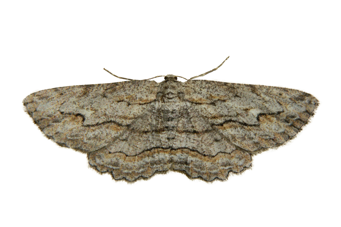 Moth Insect Png Image Hd (black, gray)