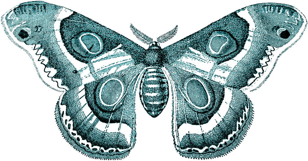 Moth Insect Png Image (black, white)