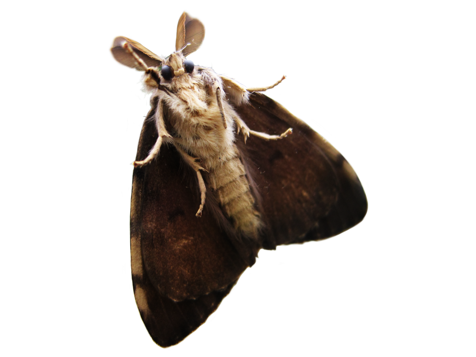 Moth Insect Png Images Hd (black)