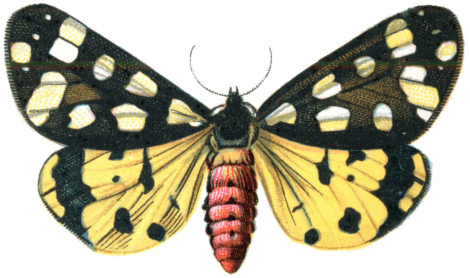 Moth Insect Png Images (black, white)