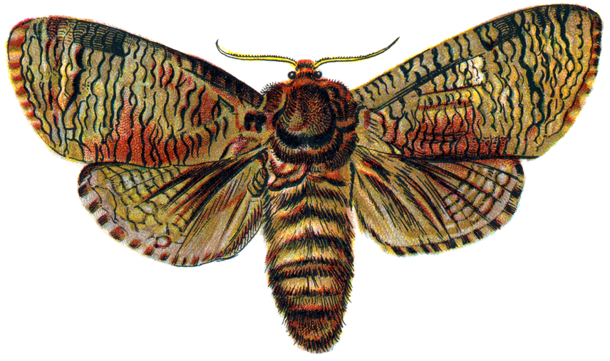 Moth Insect Png Photo (black)