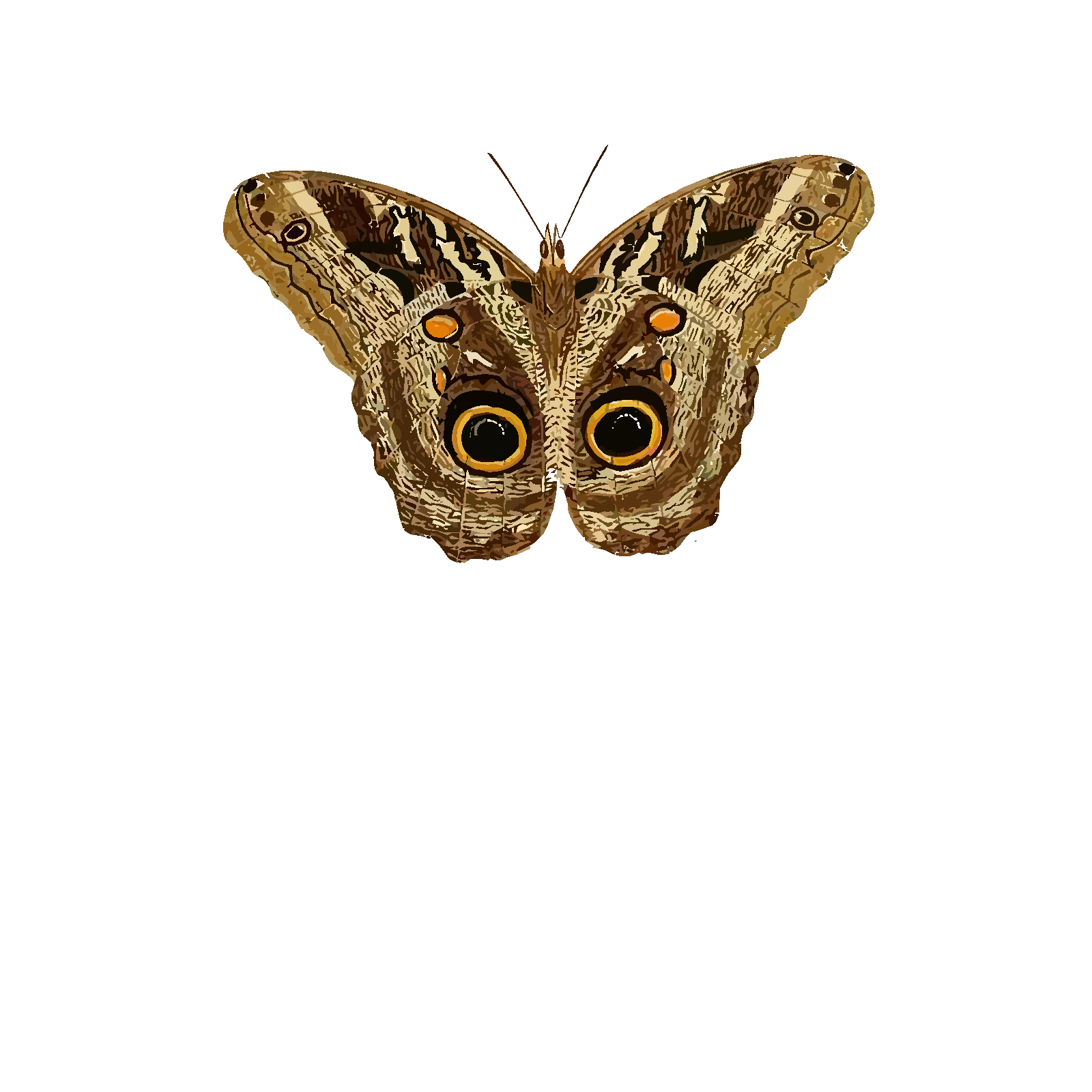 Moth Insect Png Photos (black, olive)