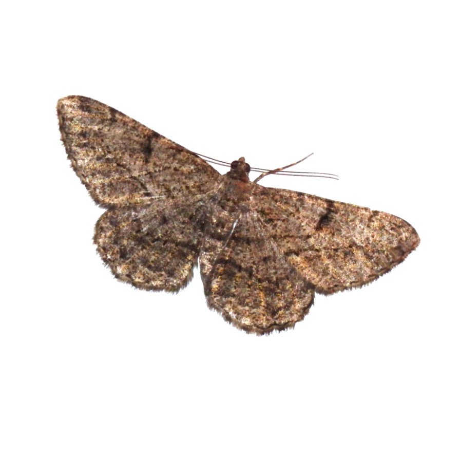 Moth Insect Png Picture (black)