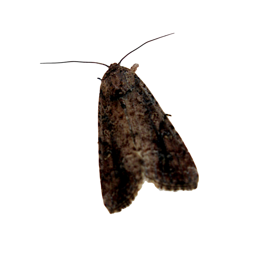 Moth Png Background Image (black)