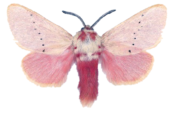 Moth Png Clipart (beige, black, pink)