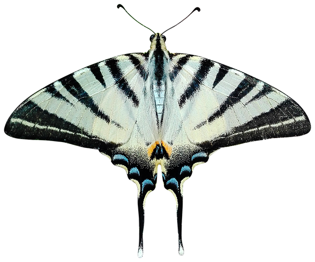 Moth Png File (black)