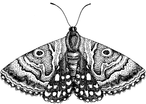 Moth Png Free Download (gray, black)