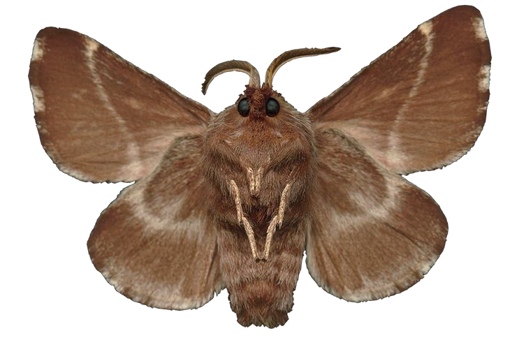 Moth Png Free Image (black, olive, gray)