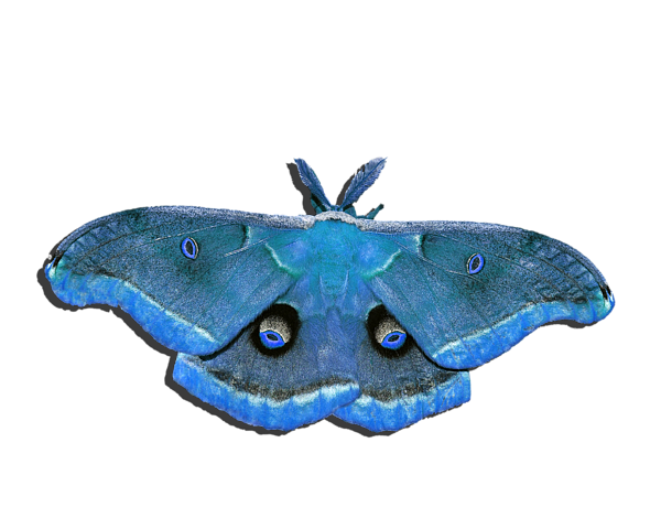 Moth Png (black, teal, gray)