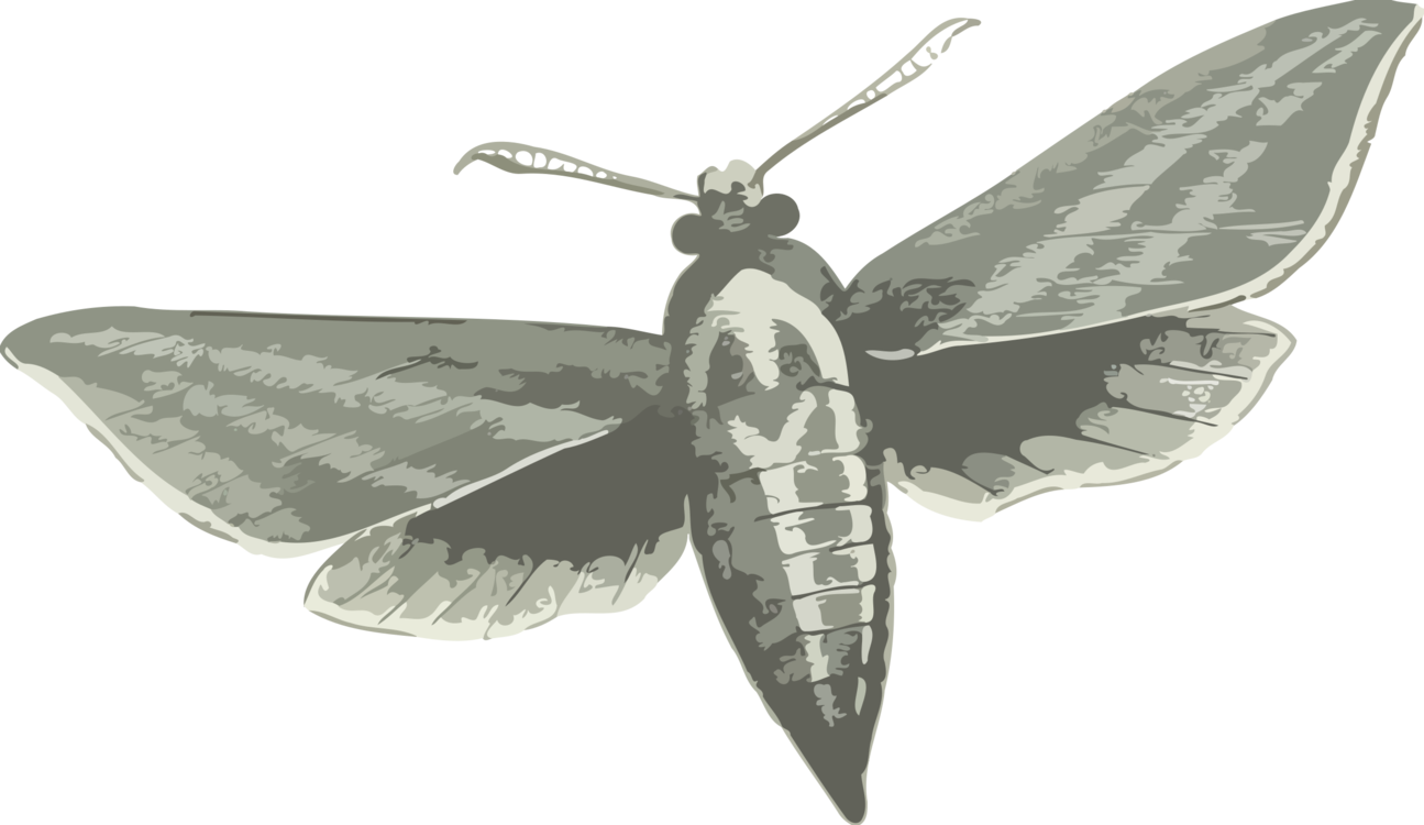 Moth Png Image File (black, gray)