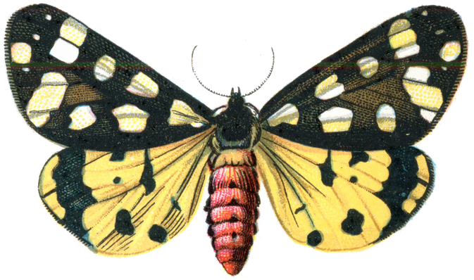 Moth Png Image (white, black)