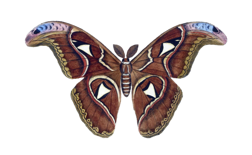 Moth Png Image (indigo, black, gray, white)