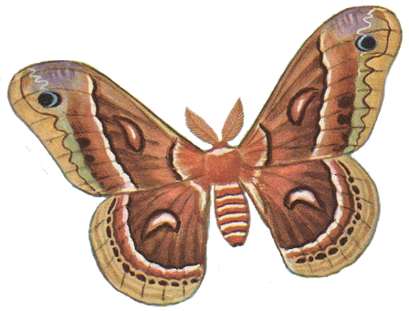 Moth Png Photos (gray, black)