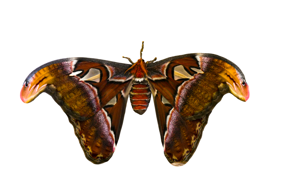 Moth Png Photos (black, maroon)