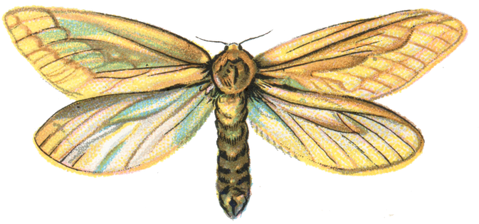 Moth Png Pic (pink, black)