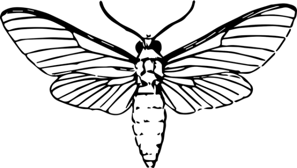 Moth Png Picture (black)