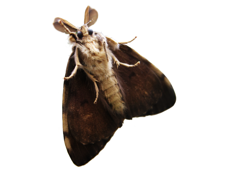 Moth Png Transparent (black)