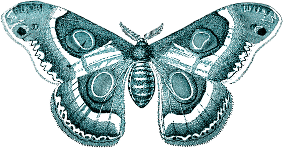 Moth Transparent Png (white, gray, black, teal)