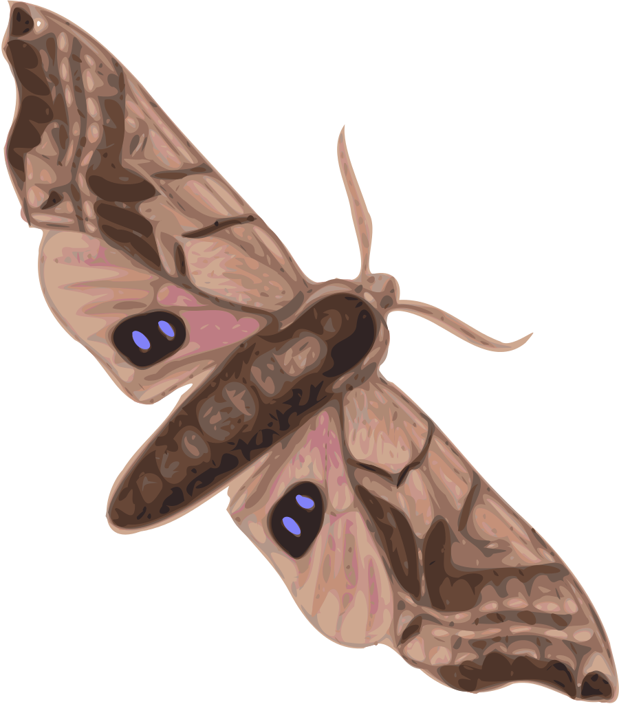 Moth Transparent (olive, black, maroon, silver)