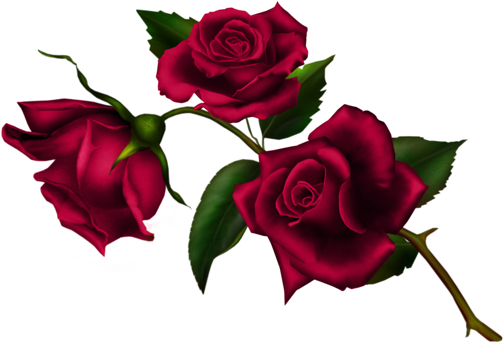 Gothic Rose Png Clipart (black, maroon)