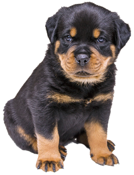 Rottweiler Png File (indigo, black)