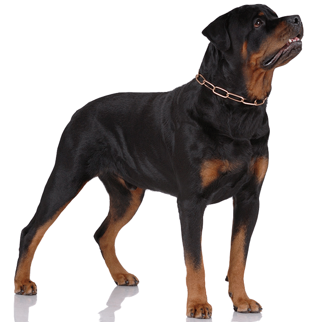 Rottweiler Png Free Download (black, white)