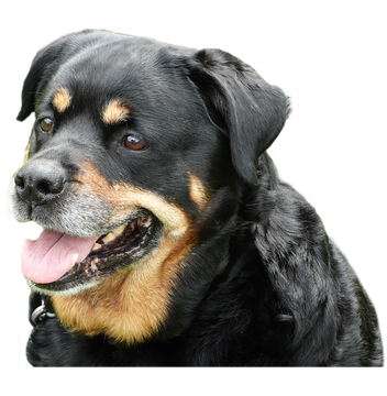 Rottweiler Png Hd (black)