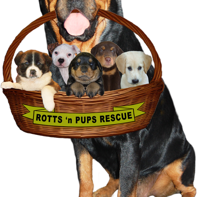 Rottweiler Png Image (black)