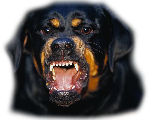 Rottweiler Png Isolated File (black)