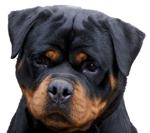 Rottweiler Png Isolated Photo (black)