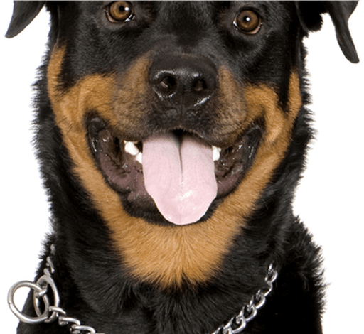 Rottweiler Png Isolated Pic (black)