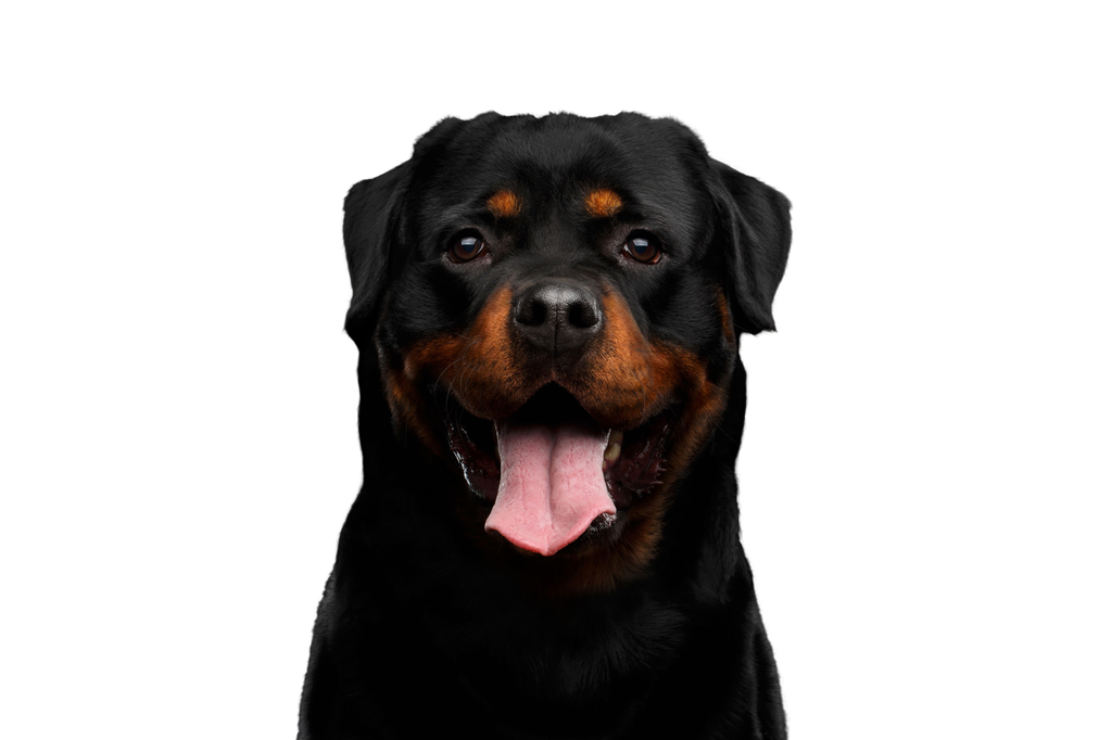 Rottweiler Png Photos (black)