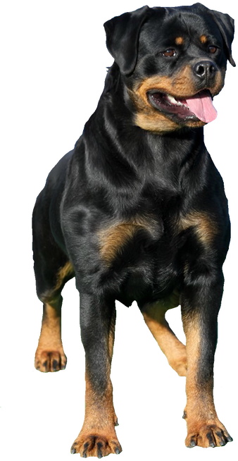 Rottweiler Png (indigo, black)