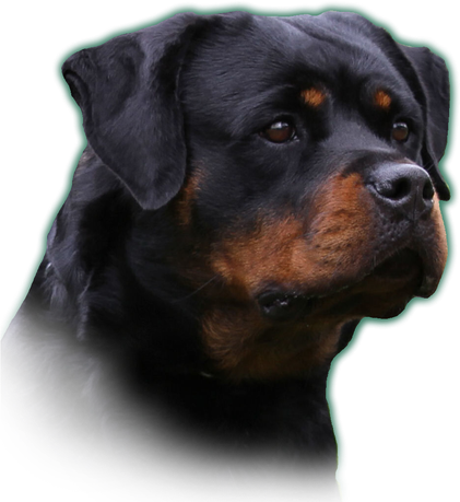 Rottweiler Transparent Png (black)