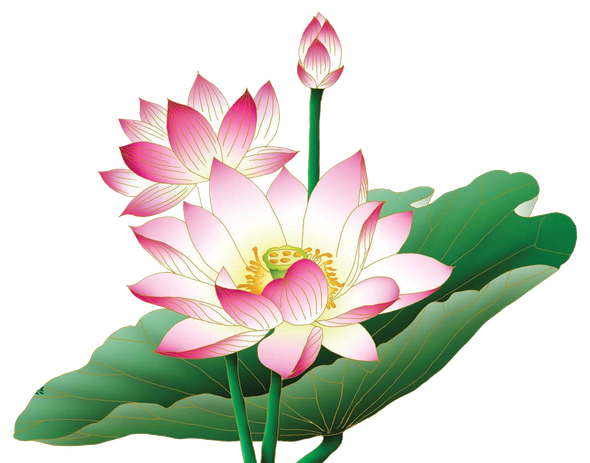 Lotus Flower Png Clipart (white, lavender, black)