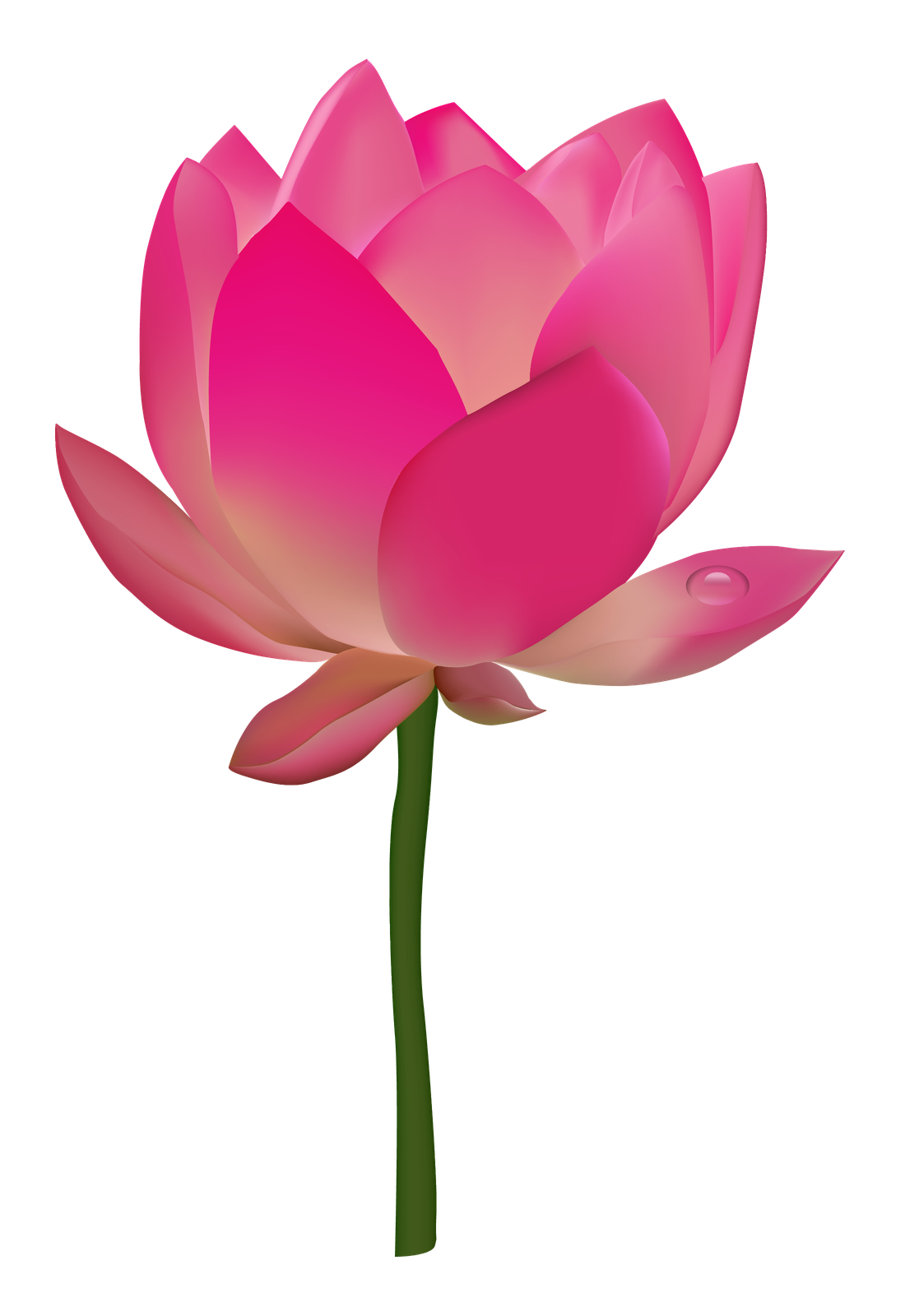 Lotus Flower Png Hd (olive, black, salmon, green, purple)