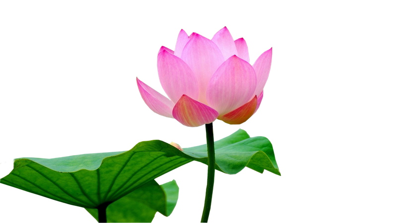 Lotus Flower Png Transparent Image (green, black)