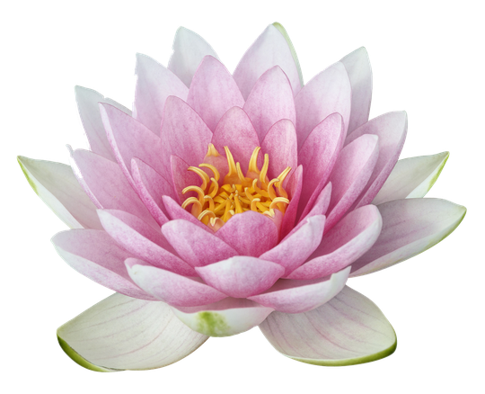 Lotus Flower Transparent Background (silver, black)