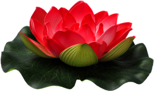 Lotus Flower Transparent Png (black)