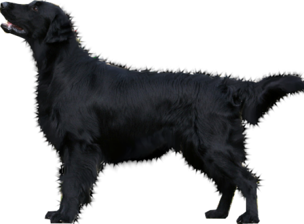 Young Black Dog Transparent Png (black)