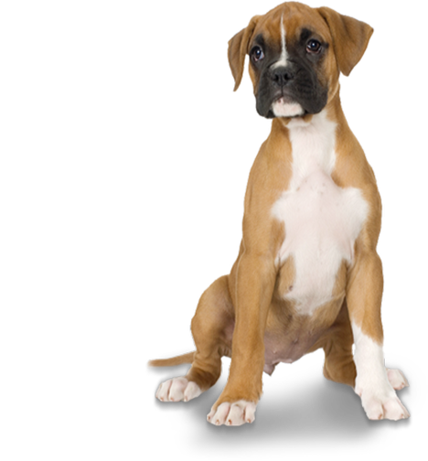 Young Boxer Dog Transparent Png (black, white)