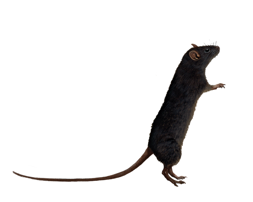 Mouse Animal Png Clipart (black)