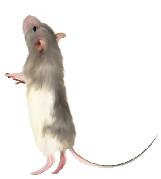 Mouse Animal Png File (beige, gray, black)