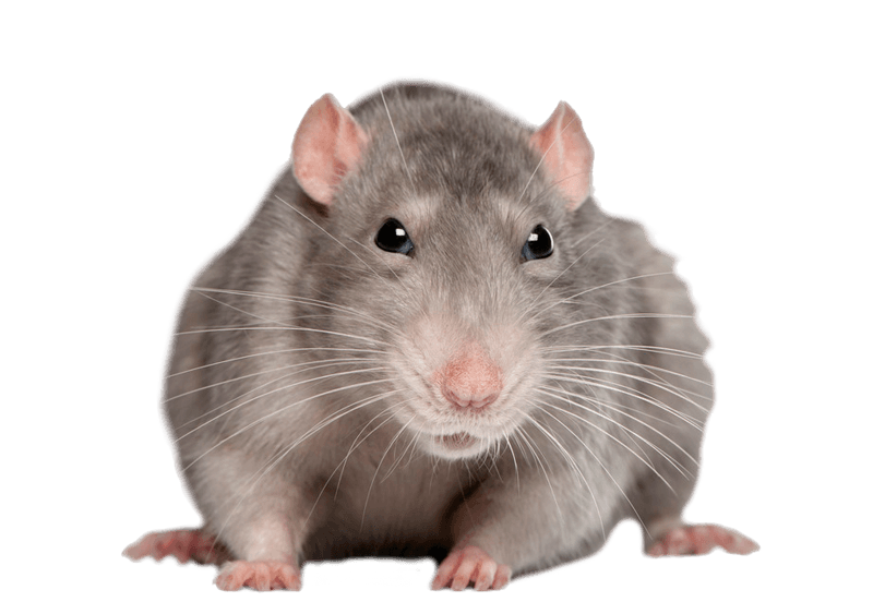 Mouse Animal Png Hd Isolated (gray, black)